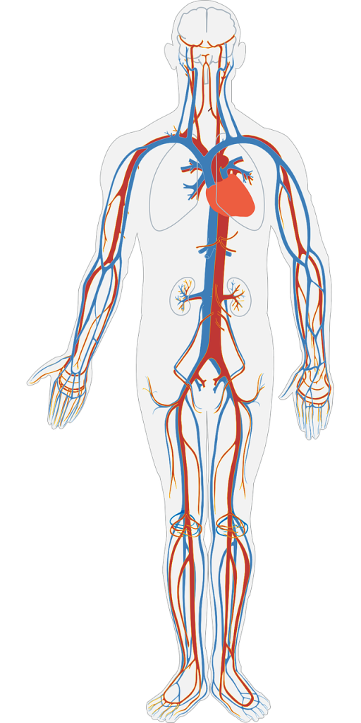 human body, circulatory system, circulation-311864.jpg